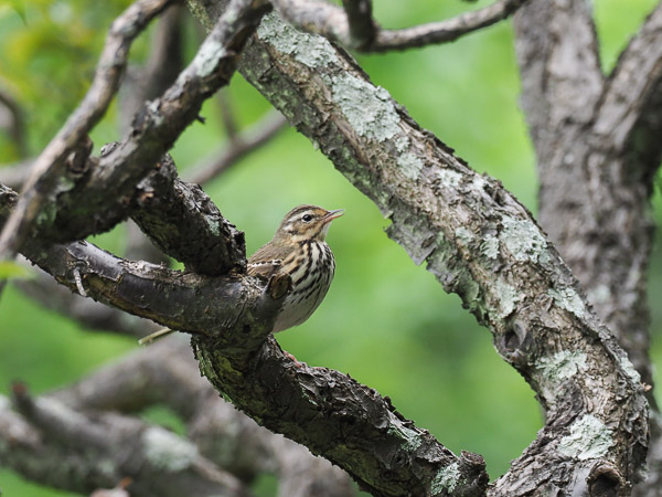 �쒹�^�r���Y�C