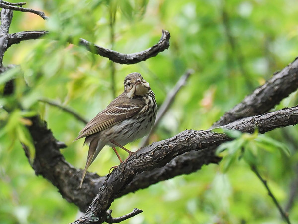 �쒹�^�r���Y�C