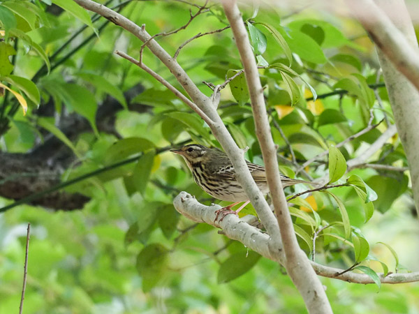 �쒹�^�r���Y�C