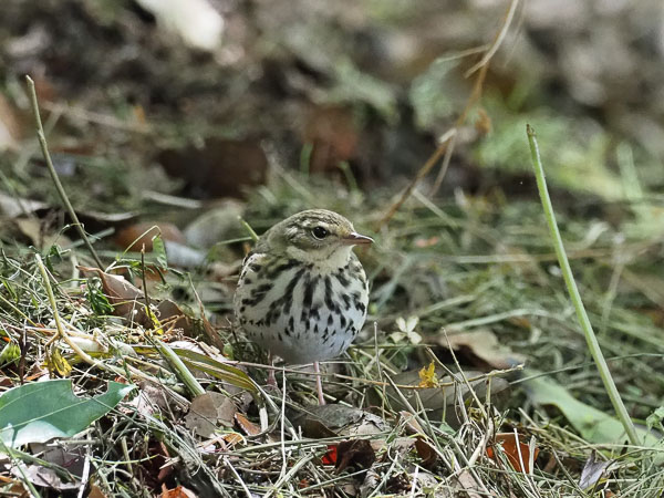 �쒹�^�r���Y�C