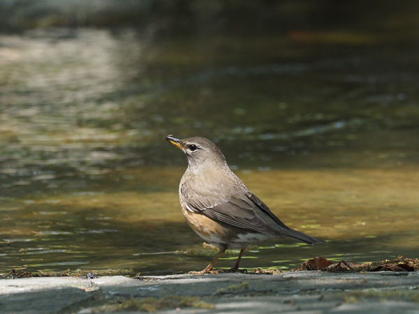 �쒹�^�}�~�`���W�i�C