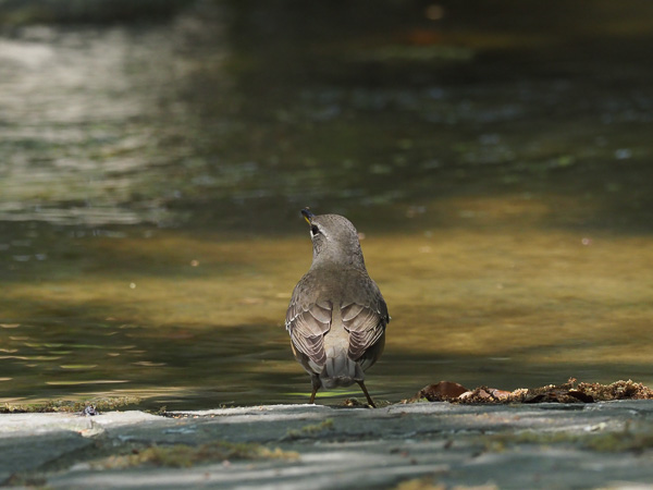 �쒹�^�}�~�`���W�i�C