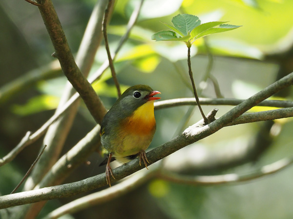 �쒹�^�\�E�V�`���E